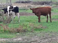 Bull, Cattle — photo 3