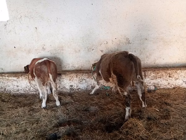 Boğa, Simmental cattle
