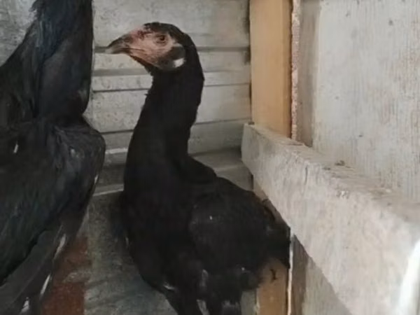 Chickens — อุซเบกิสถาน