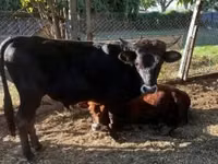 Bull, Limousin cow — photo 2