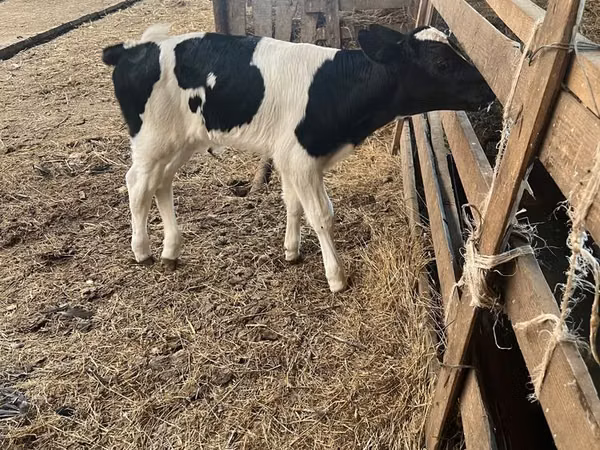 Bulle, Russian Black pied cattle