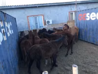 Horse (M), Horses — photo 2