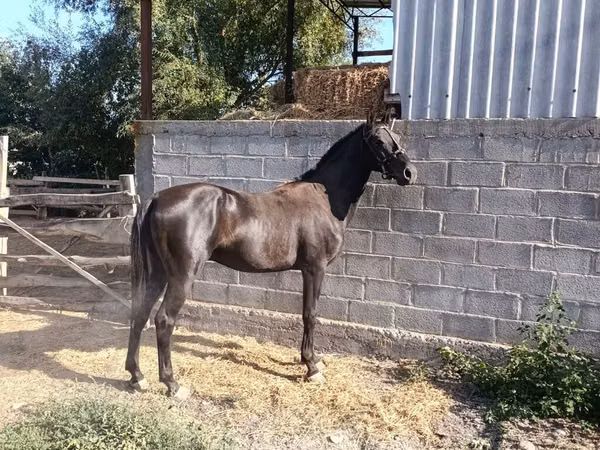 Асп, Friesian sport horse