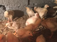 Chickens — Foto 4