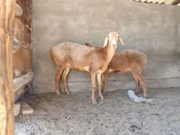 Sheep, Arashan sheep — photo 2