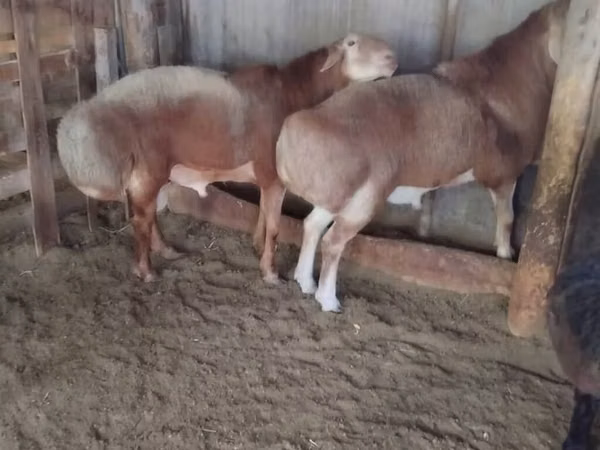 قوچ, Arashan sheep