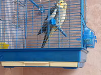 Növ: Nimfa (Cockatiel) cütlük Təsvir: Şəkillərdə göründüyü kimi iki — φωτογραφία 4