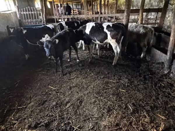Bull, Cattle — Moldova