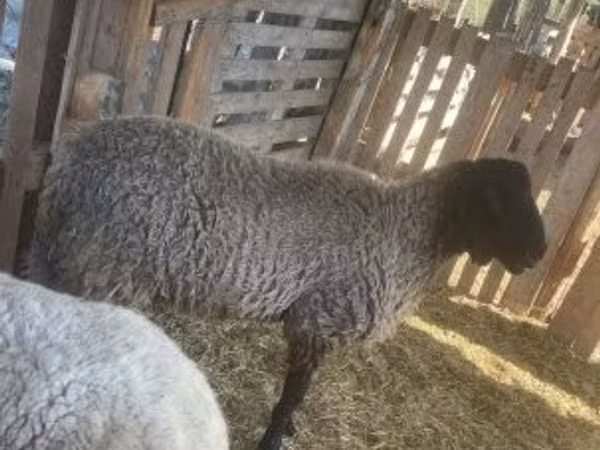 Ram, Tsigai sheep
