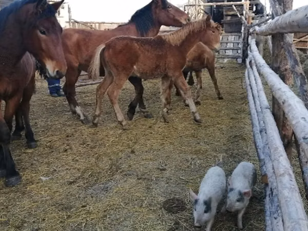 Mare, Horses — Russia