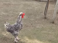 Chickens — ছবি 3