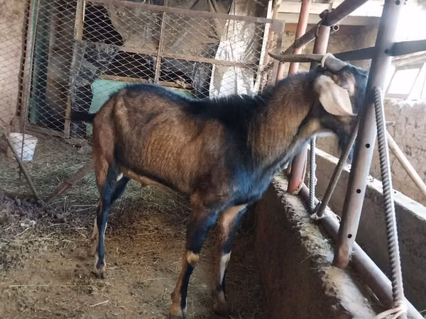 Bode, Cabras