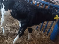Lembu jantan, Cattle — foto 4