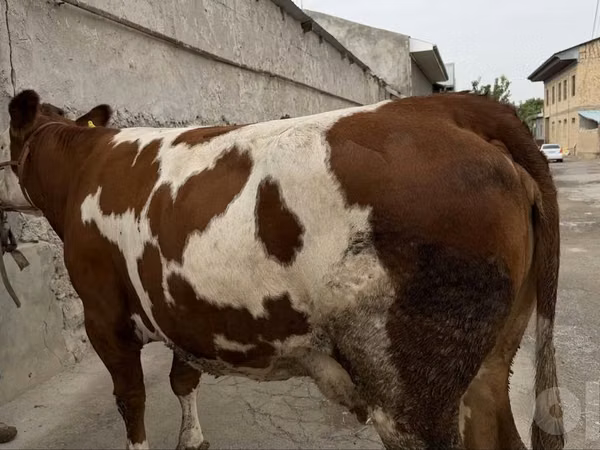 Cow, Simmental cattle