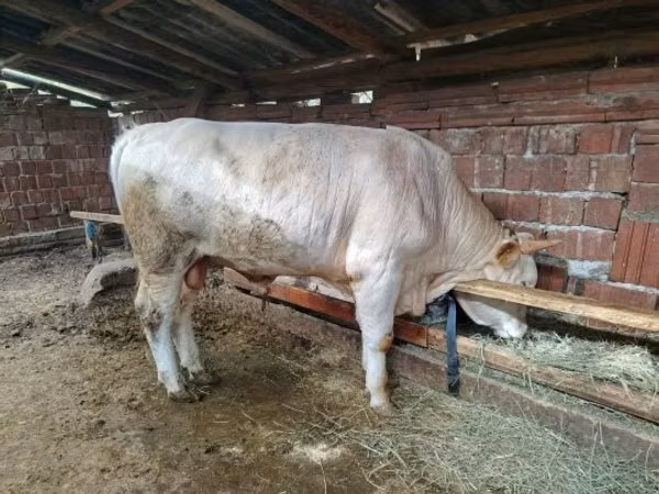 Banteng, Simmental cattle — Hungaria