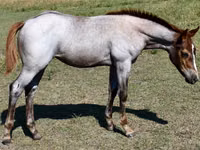 Kuda betina, Quarter Horse — foto 7