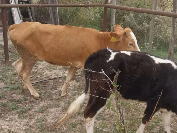 Cow, Simmental cattle — Azerbaijan