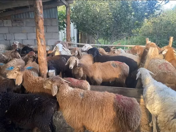 Ram, Sheep — Kyrgyzstan