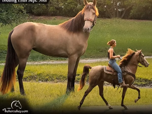 Mare, Tennessee Walking Horse — United States