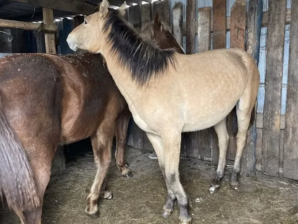 Cavallo, Horse breed