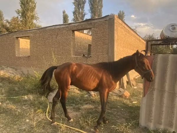 Horse (M), Friesian sport horse — Kyrgyzstan