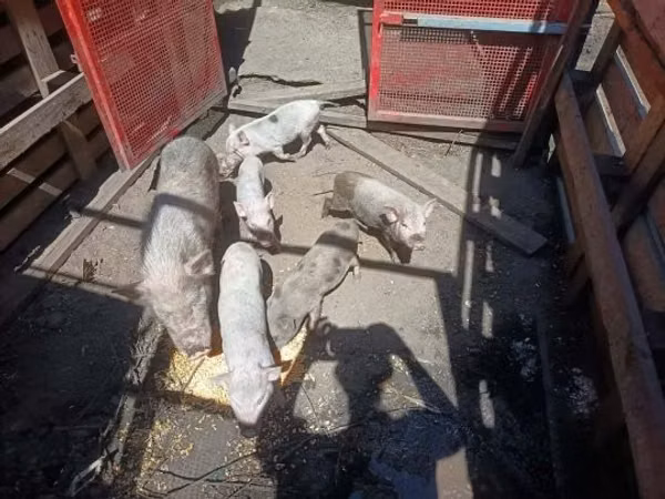 Pigs (batch, sex not specified), 