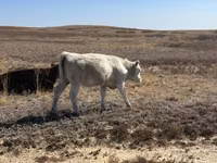 ላም, Auliekol breed — ፎቶ 2