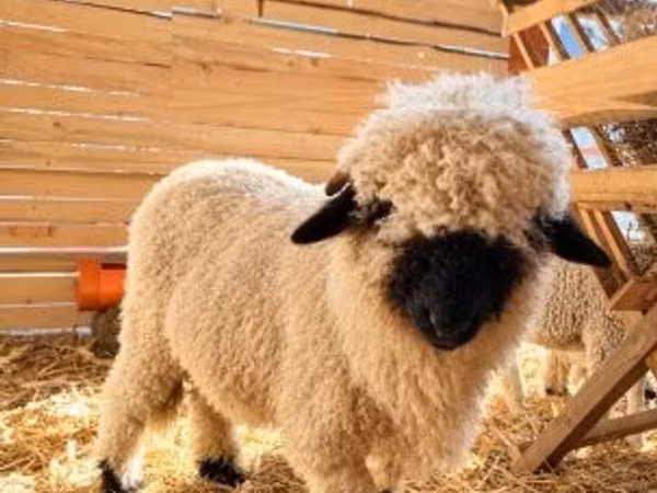 公羊, Valais Blacknose sheep — 匈牙利
