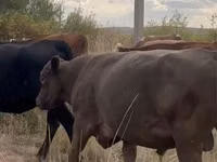 گاو ماده, Simmental cattle — عکس 4