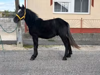 Hingst, Heste — foto 1