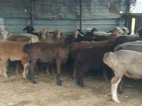 Ram, Sheep — photo 7