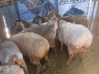 母山羊, Goats — 照片 4