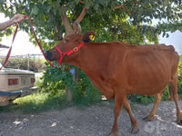 Vacă, Bovine — foto 4