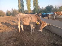 雌牛, Swiss cattle — 写真 1