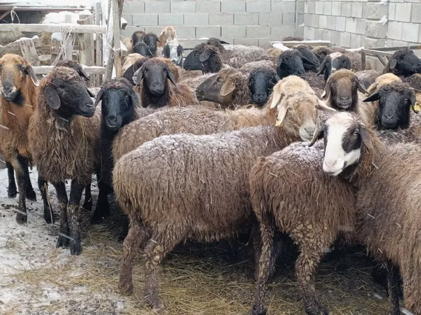 Ram, Sheep