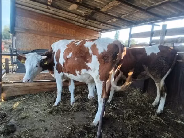 گاو ماده, Simmental cattle — مجارستان