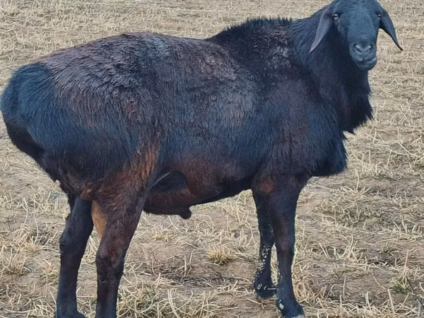 Ram, Hissar sheep