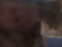 Sheep (batch, sex not specified), Sheep — photo 6