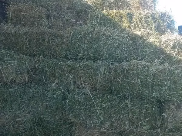 Կորնգանի տուկ այս տարվա