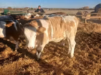 Bò cái, Giống lợn xám Hungary — ảnh 6