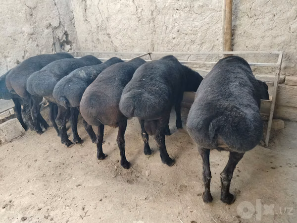 Ram, Sheep — Uzbekistan
