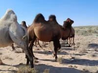 Ngamia dume, Kazakh Bactrian camel — picha 1