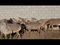 Sheep, Arashan sheep — photo 6
