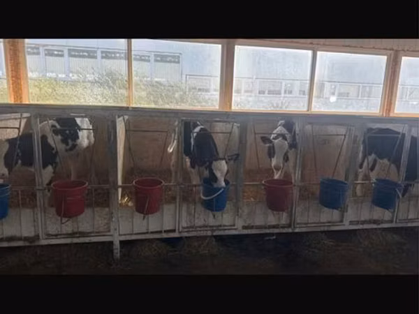 Bull, Holstein breed — Kazakhstan