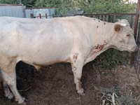 Bull, Simmental cattle — photo 1