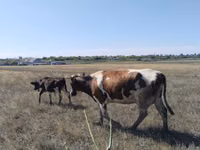 公牛, Cattle — 照片 1
