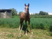 Mare, Horses — photo 1