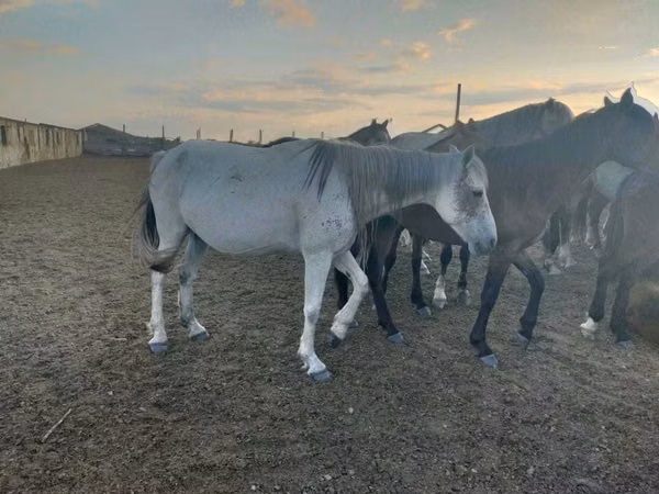 Mare, Horses — Kazakhstan