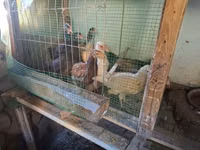 Chickens — 1 зураг