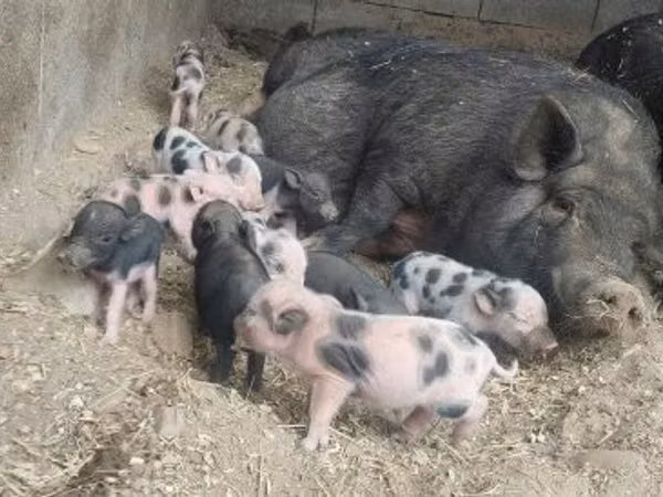 猪（批次，未指定性别）, Pigs — 匈牙利